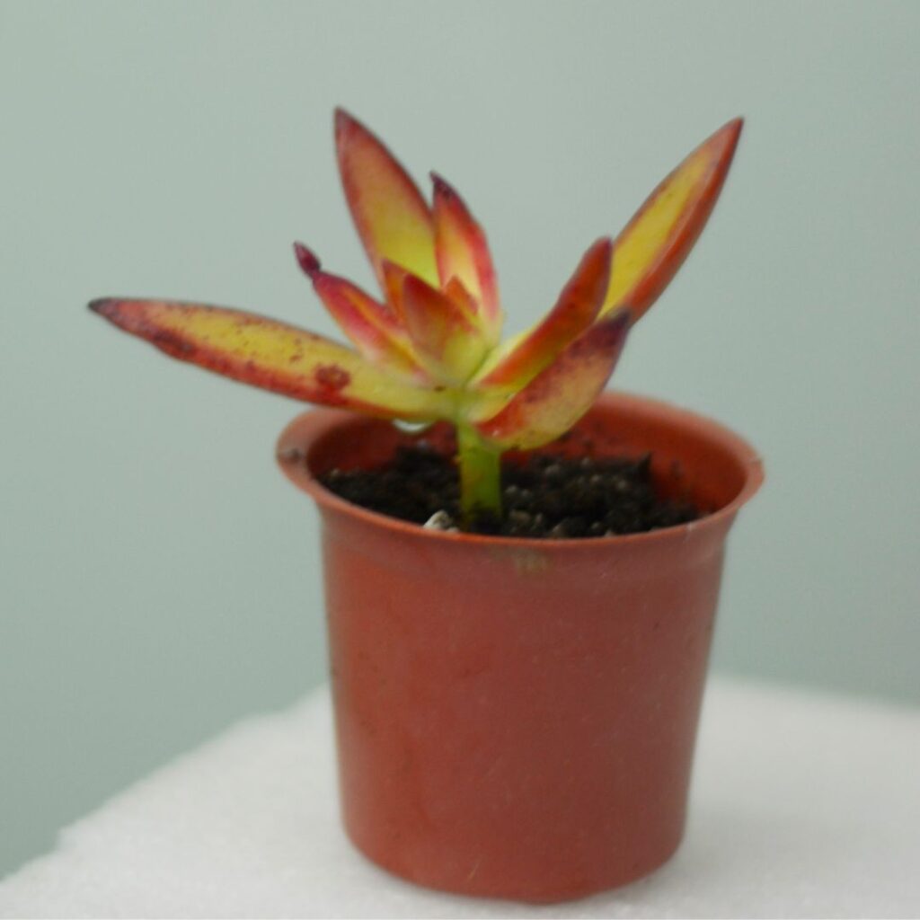 sedum adolphii propagation