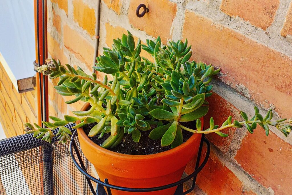 sedum palmeri propagation by division