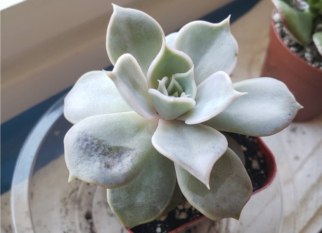 sunburned succulent leaf blackening