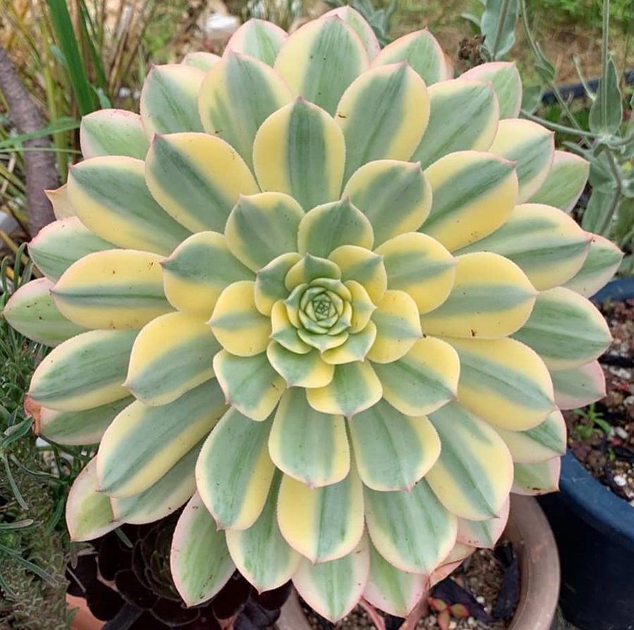 Aeonium Starburst