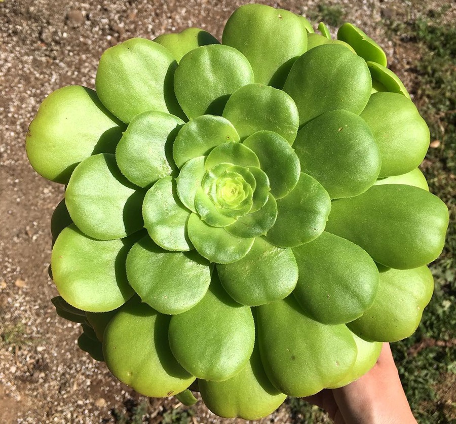 Aeonium pseudotabuliforme