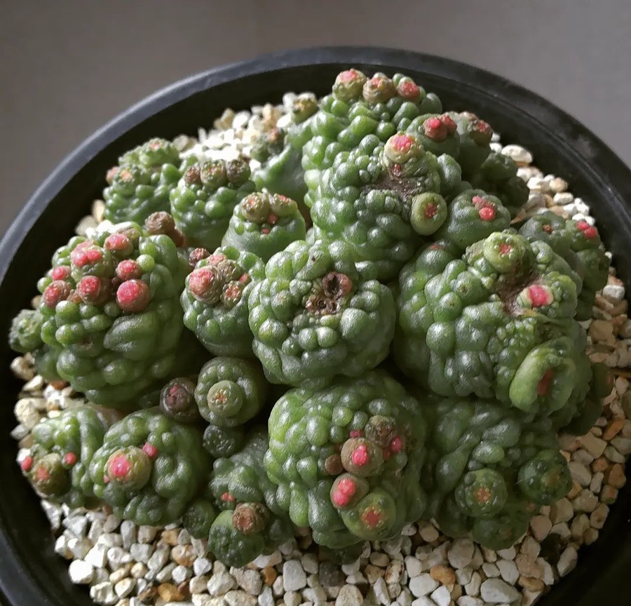 Mammillaria bocasana Fred