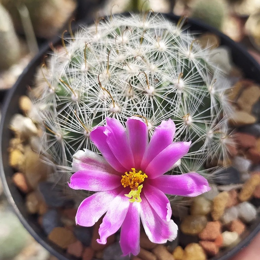 Mammillaria boolii
