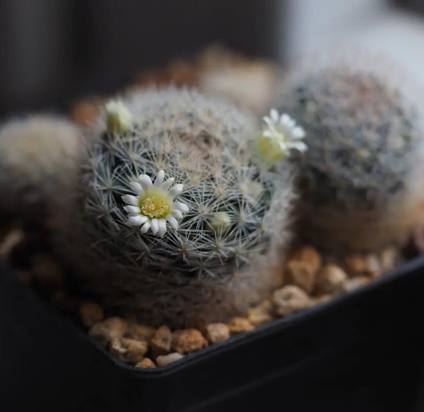 Mammillaria brachytrichion