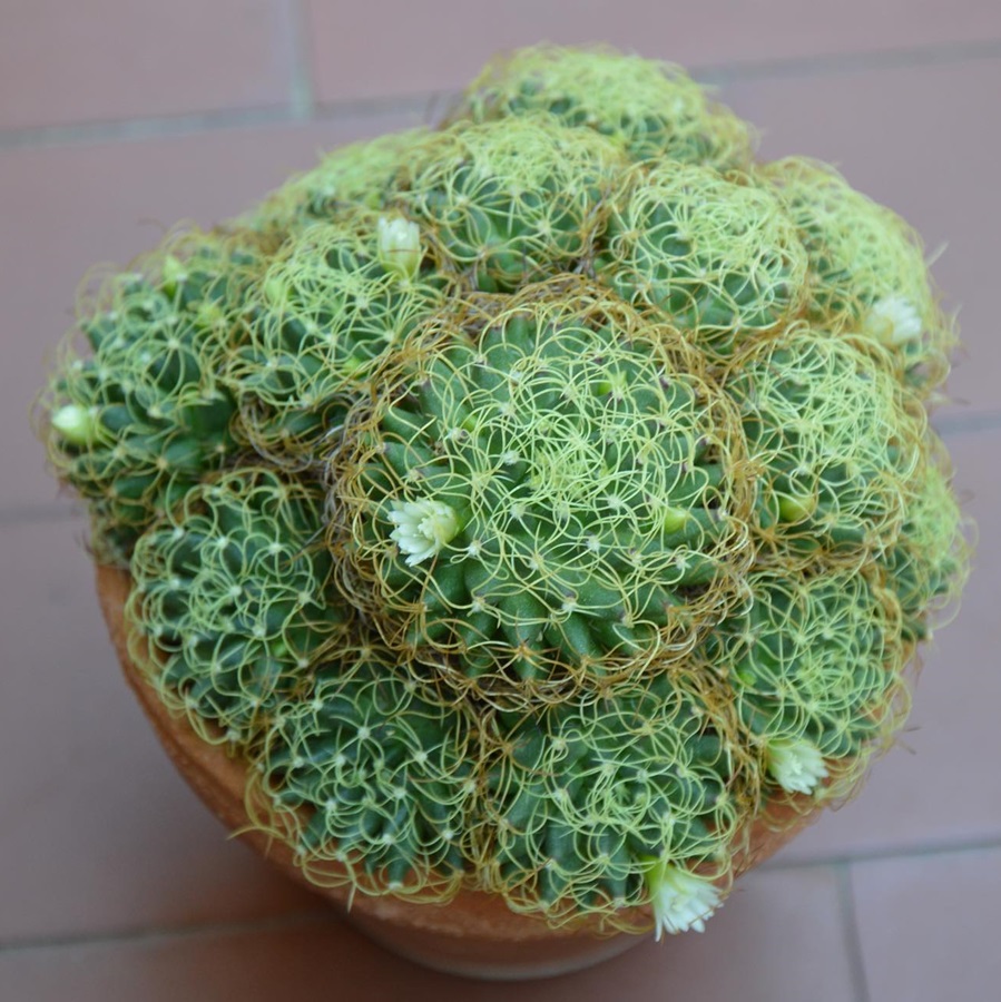 Mammillaria camptotricha