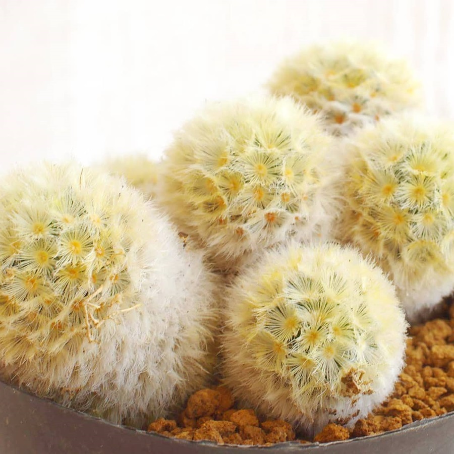 Mammillaria carmenae