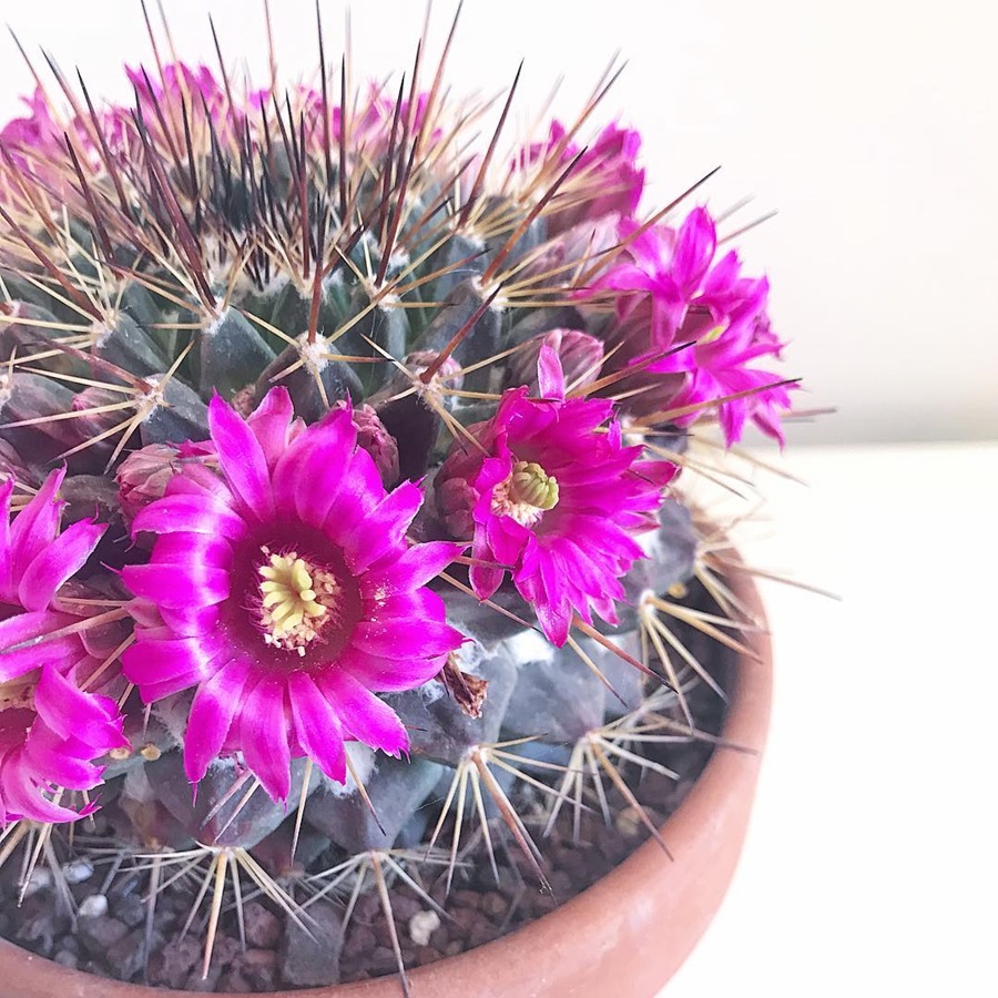 Mammillaria craigii