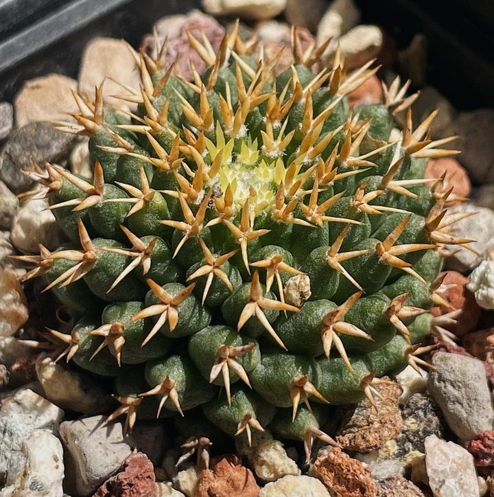 Mammillaria decipiens