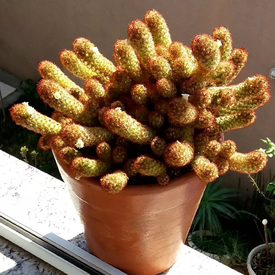 Mammillaria elongata