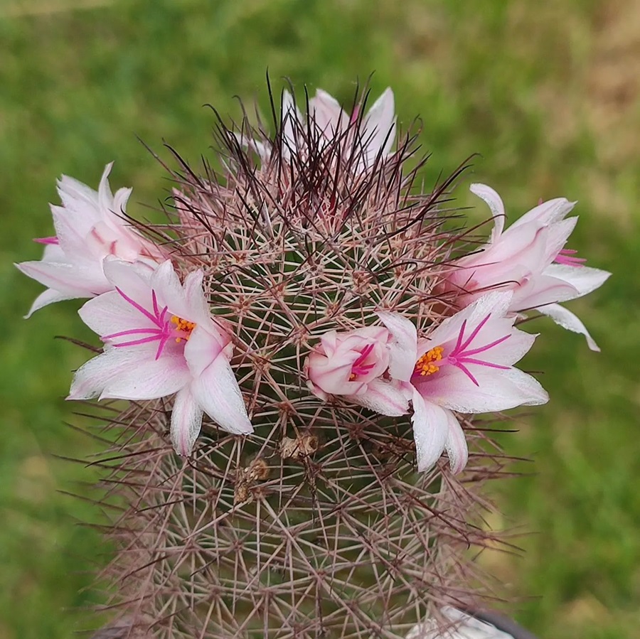 Mammillaria fraileana