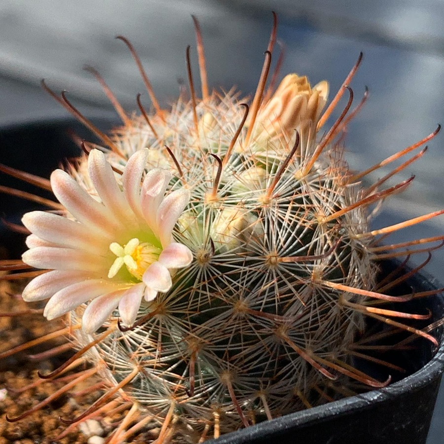 Mammillaria gasseriana