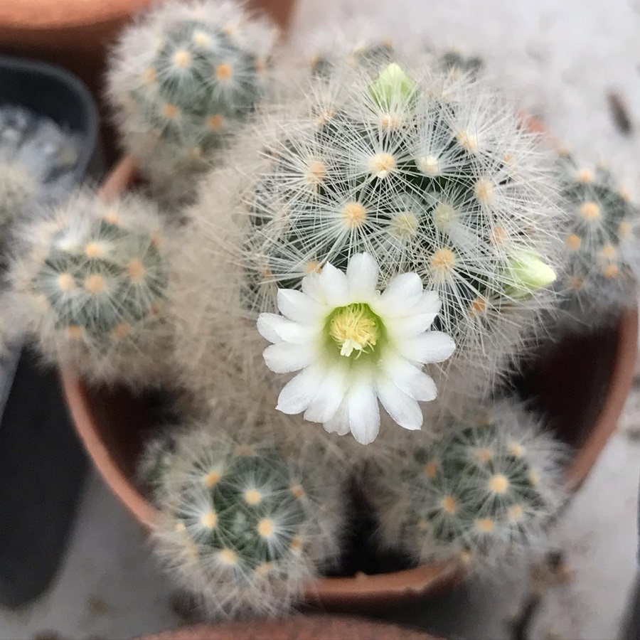 Mammillaria giselae