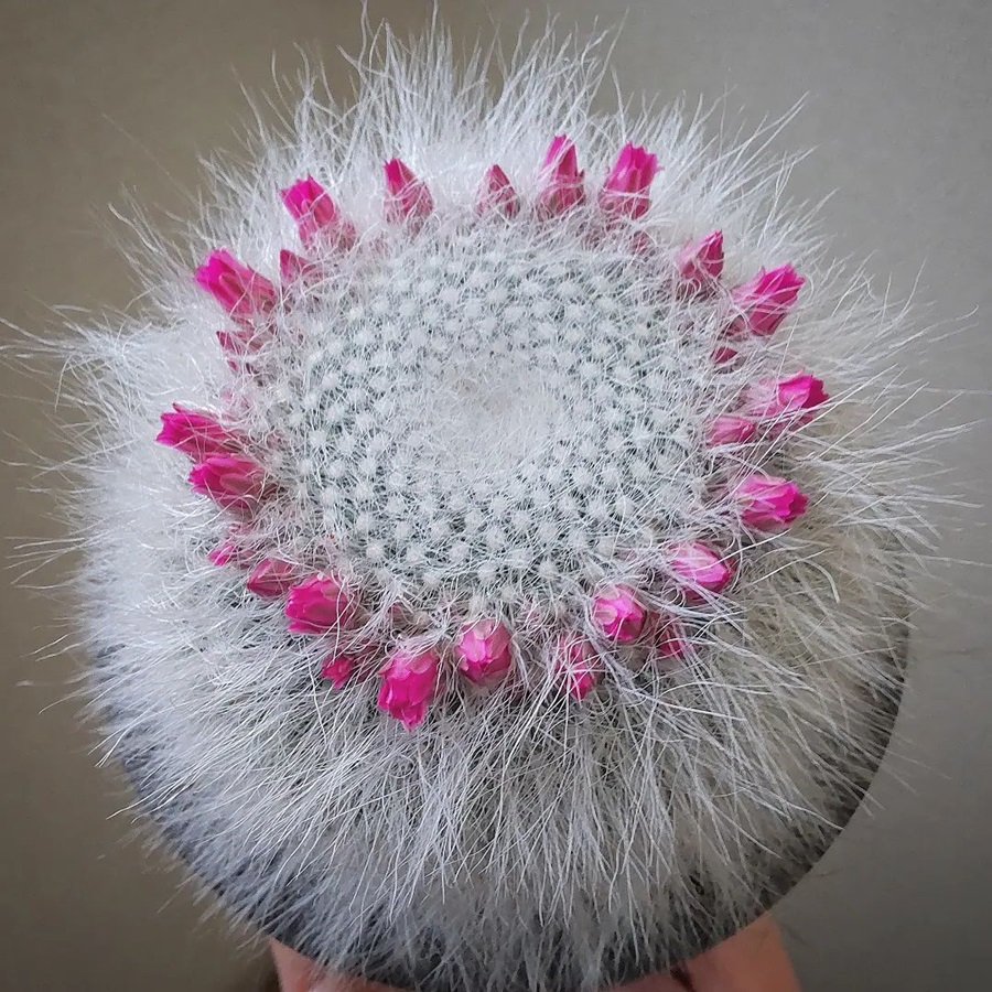 Mammillaria hahniana