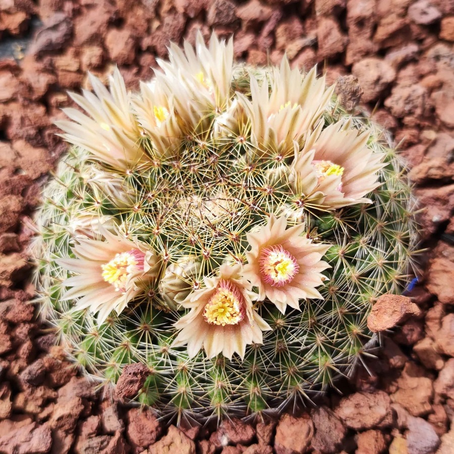 Mammillaria heyderi