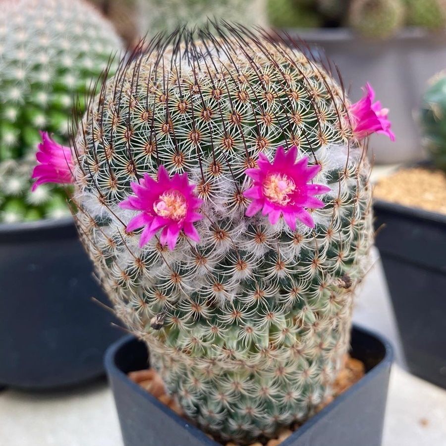 Mammillaria huitzilopochtli