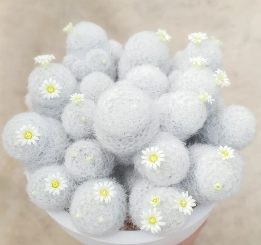 Mammillaria plumosa
