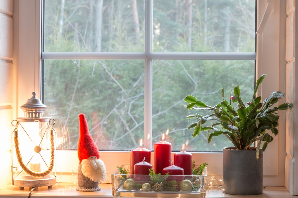 how much light does a Christmas cactus need