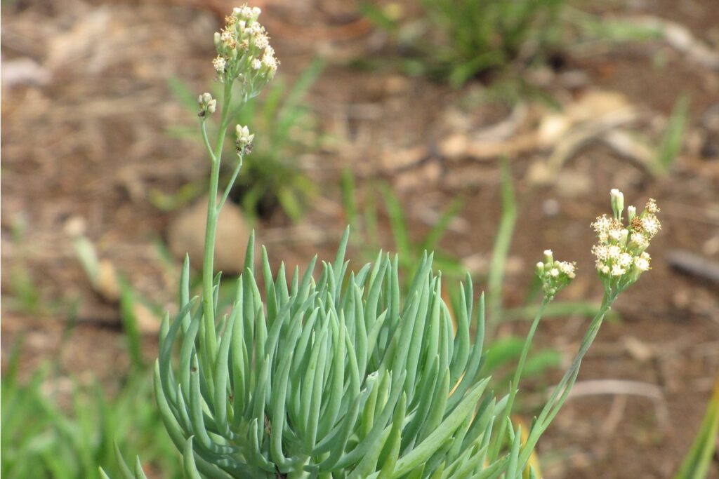 Senecio mandraliscae