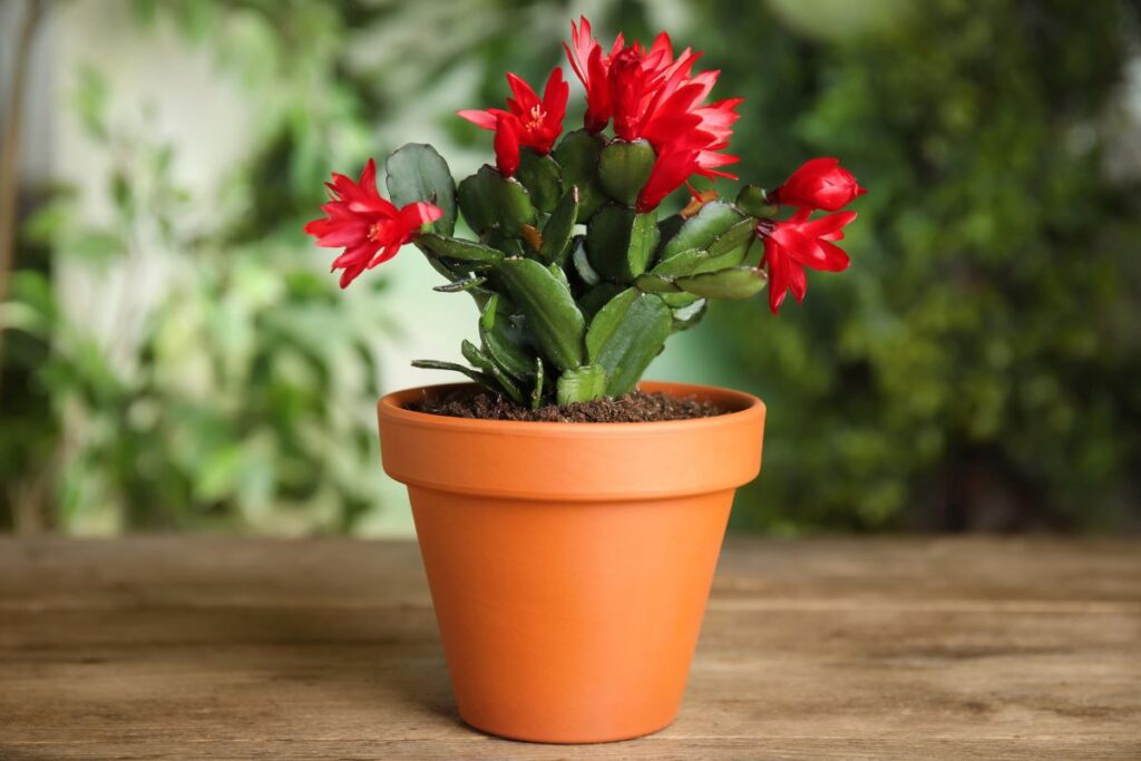 Christmas cactus air purifying benefits