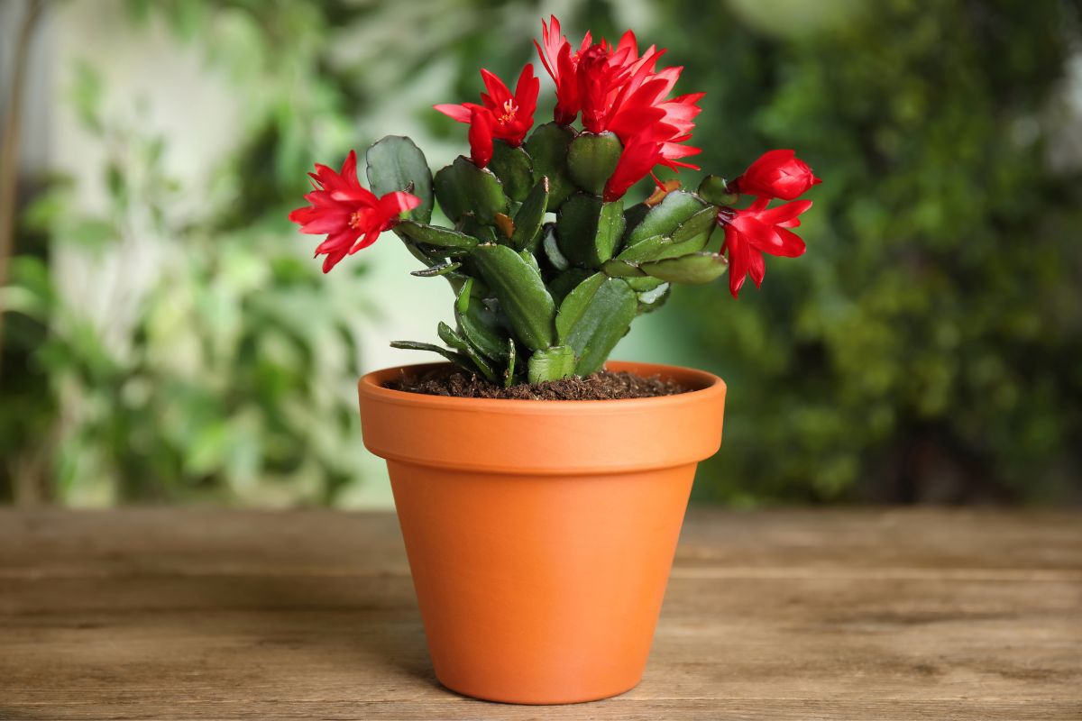 Christmas cactus fertilizing