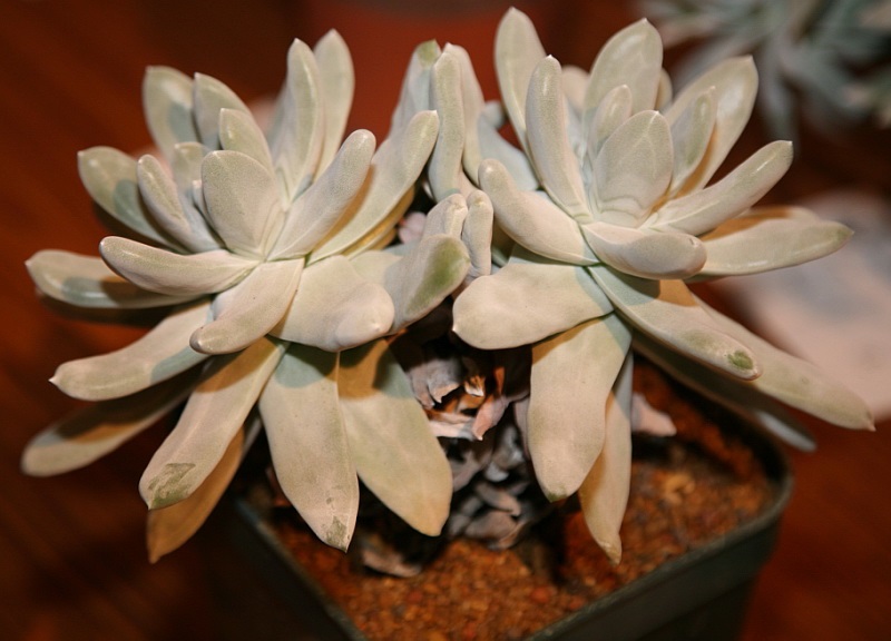 Dudleya pachyphytum
