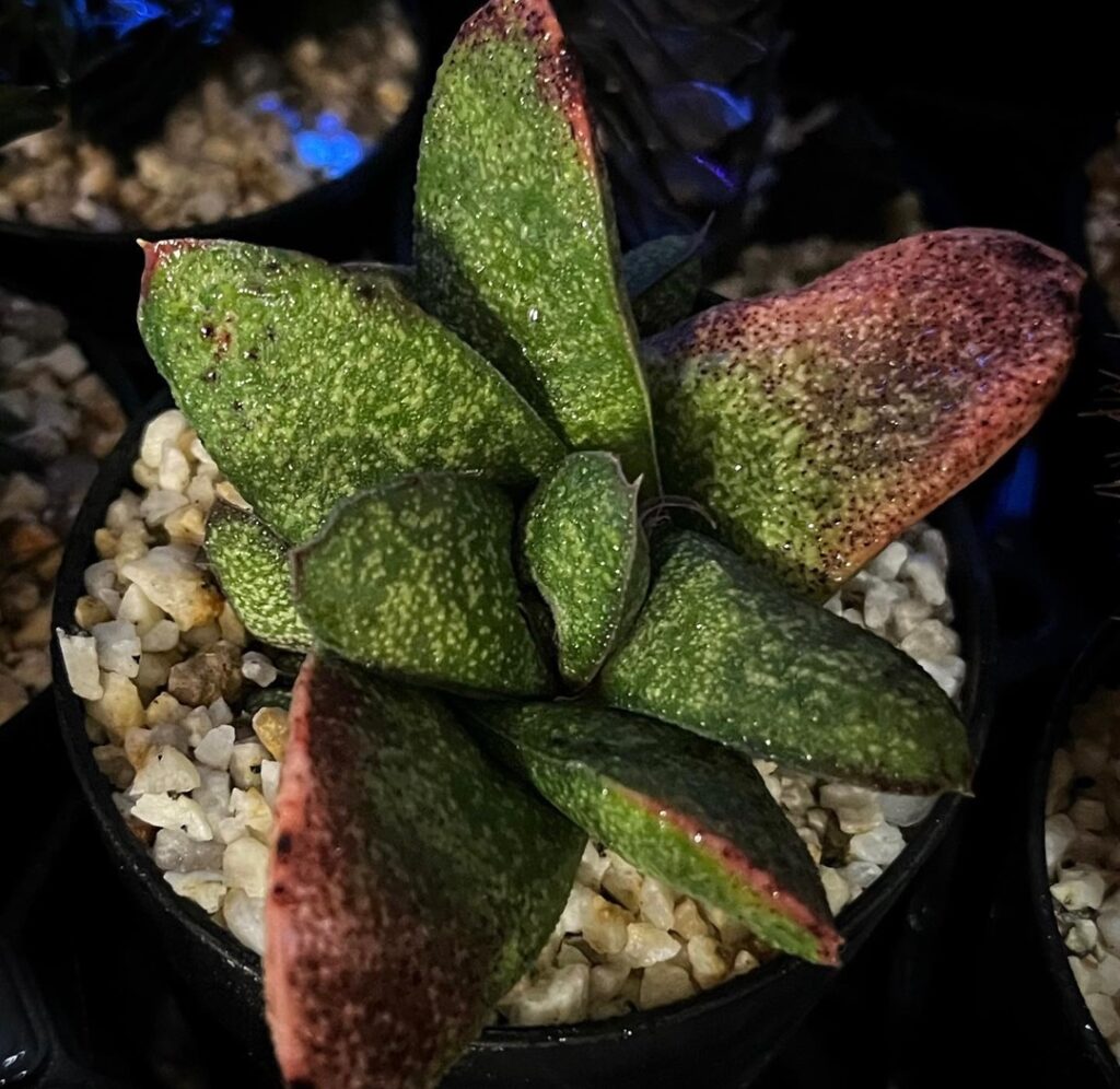 Gasteria batesiana