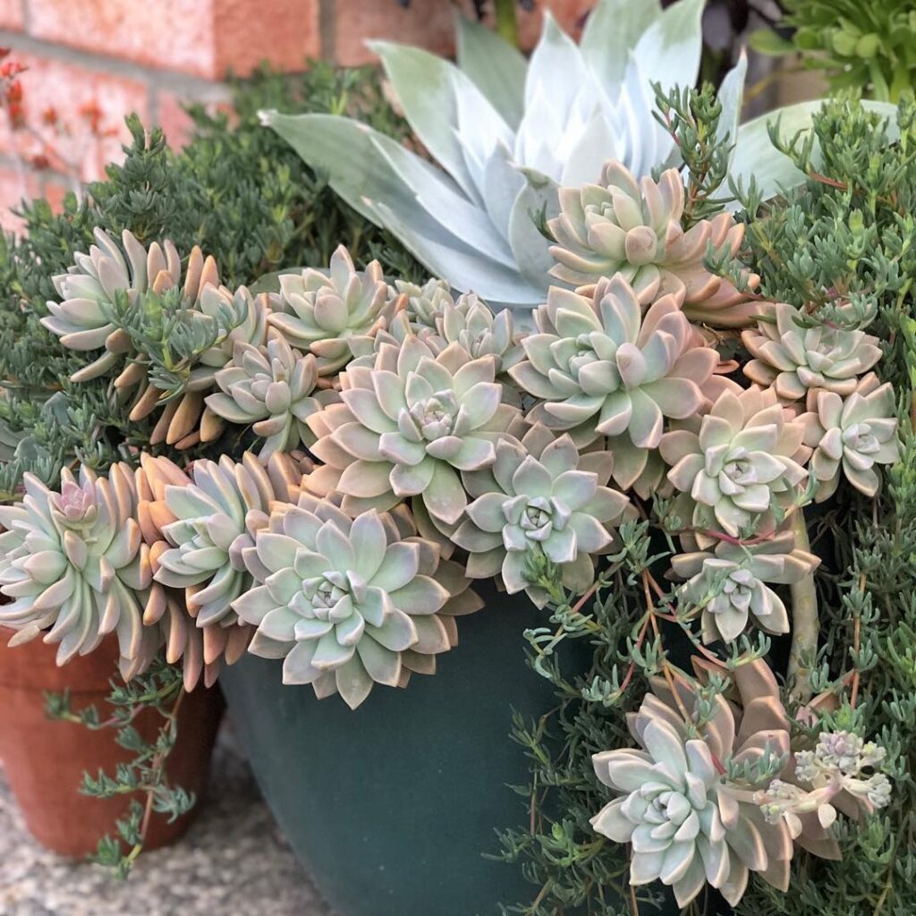 Ghost Plant for beginners