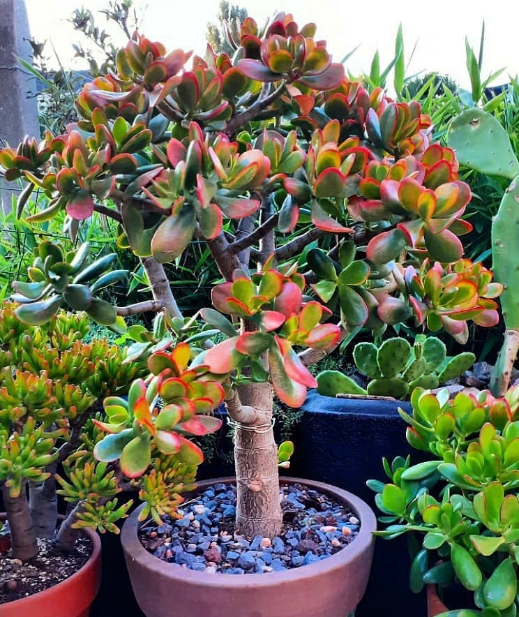 Jade Plant for beginners