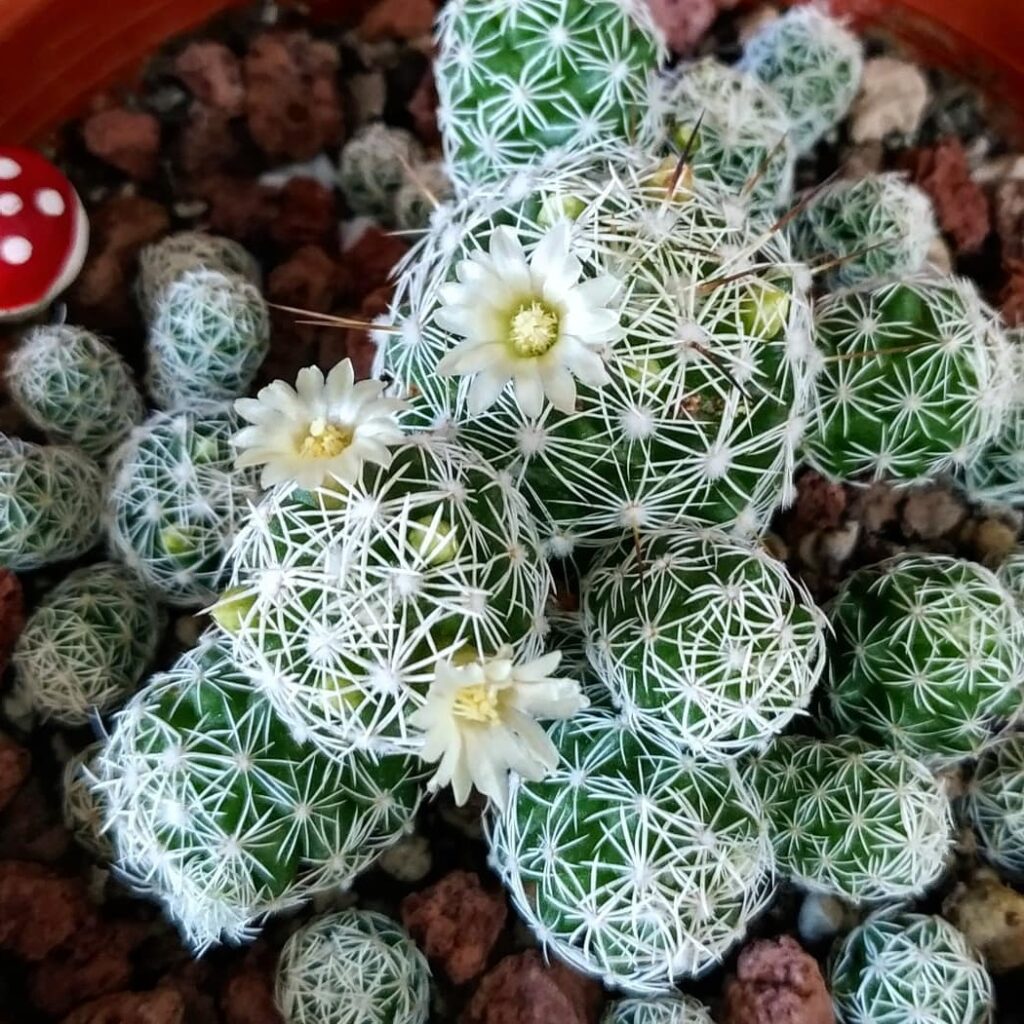 Thimble Cactus for beginners