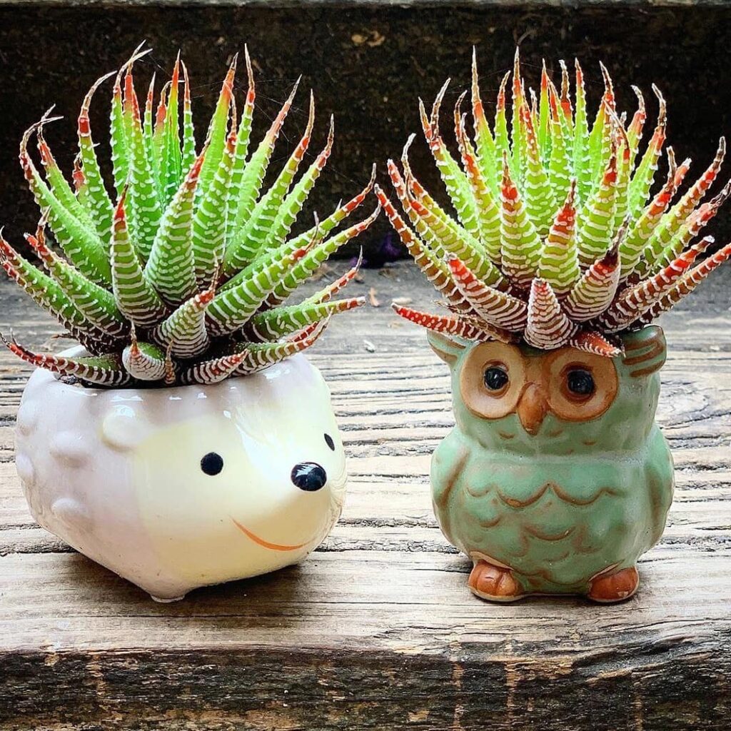 Zebra Plant for beginners