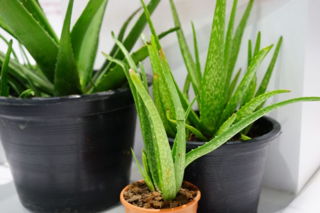 aloe vera for beginners