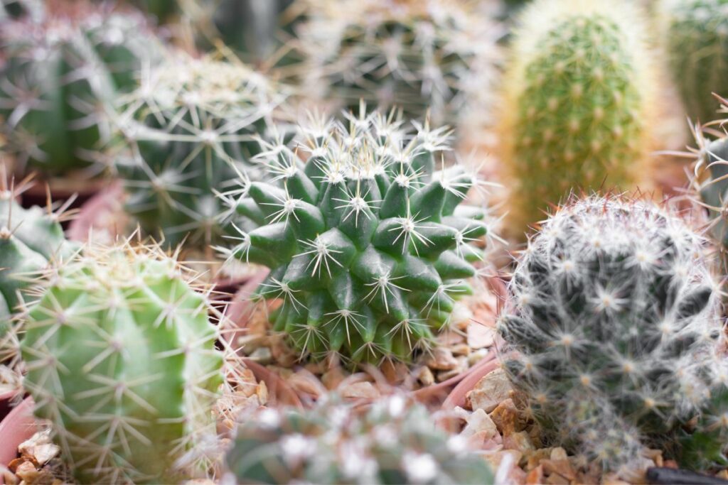 cactus outdoor care