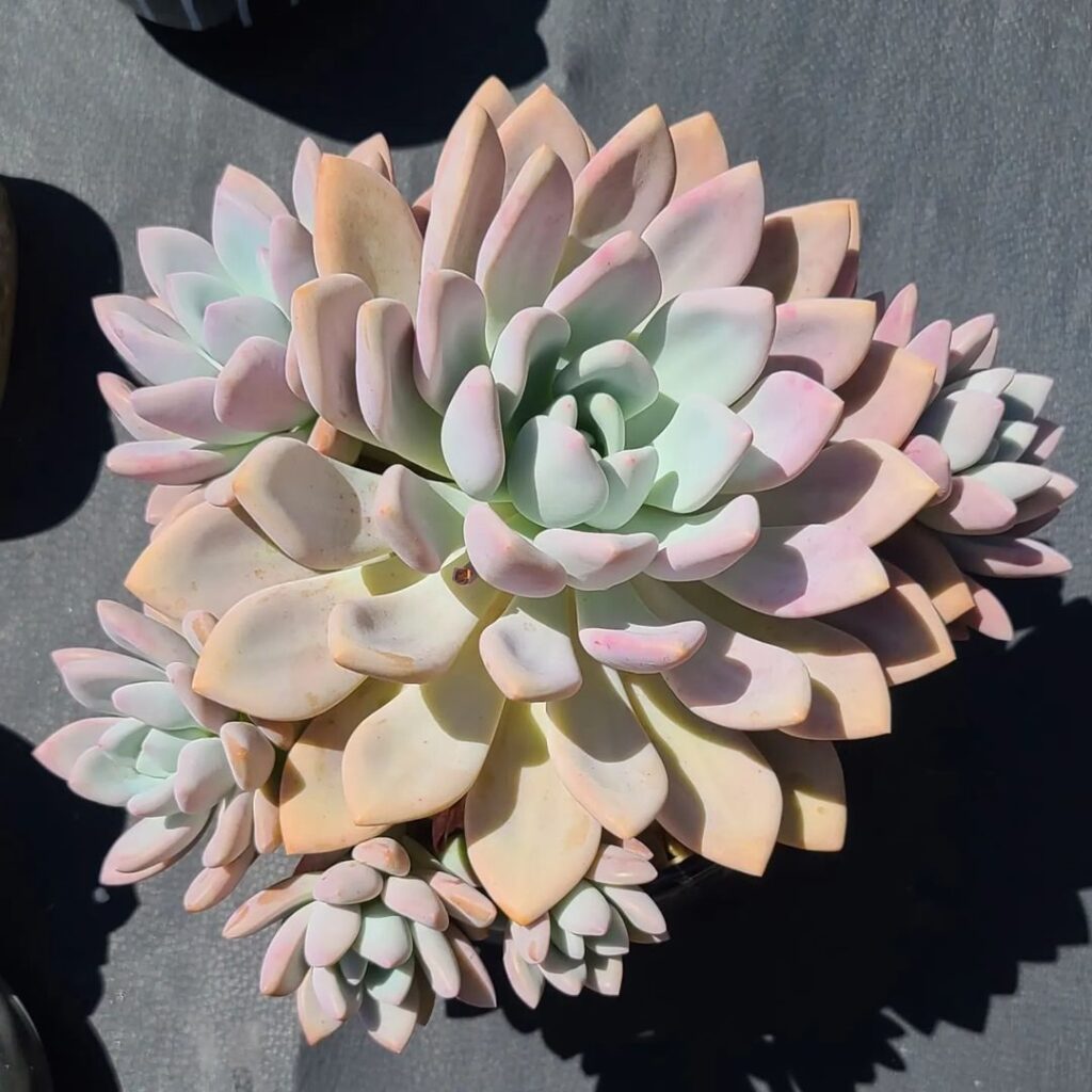 graptoveria for beginners