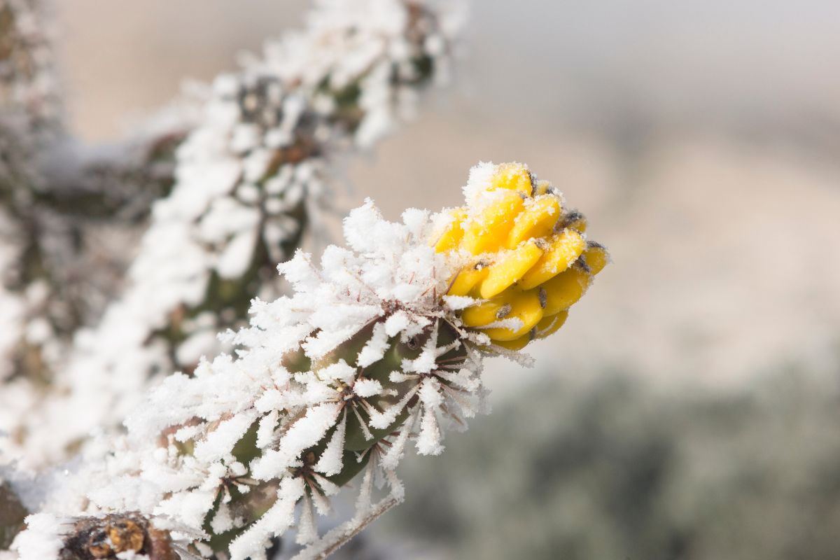 how to protect cactus from frost