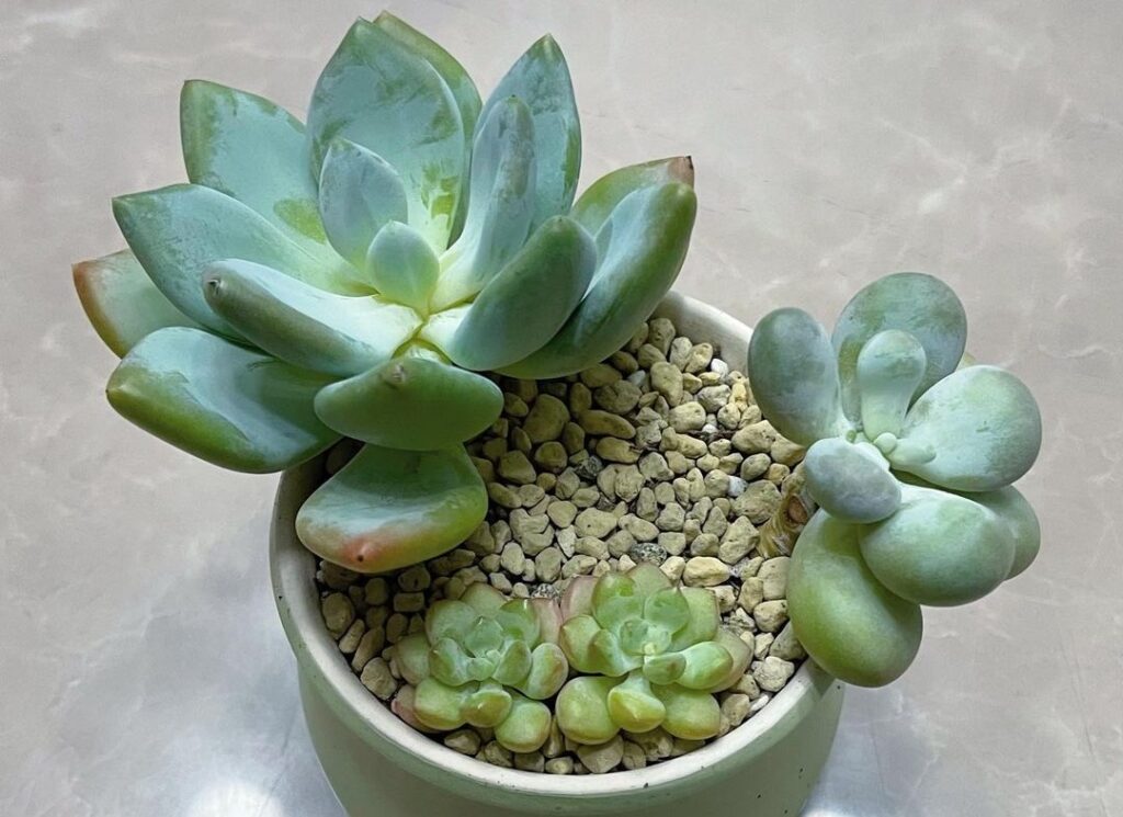 pachyphytum care