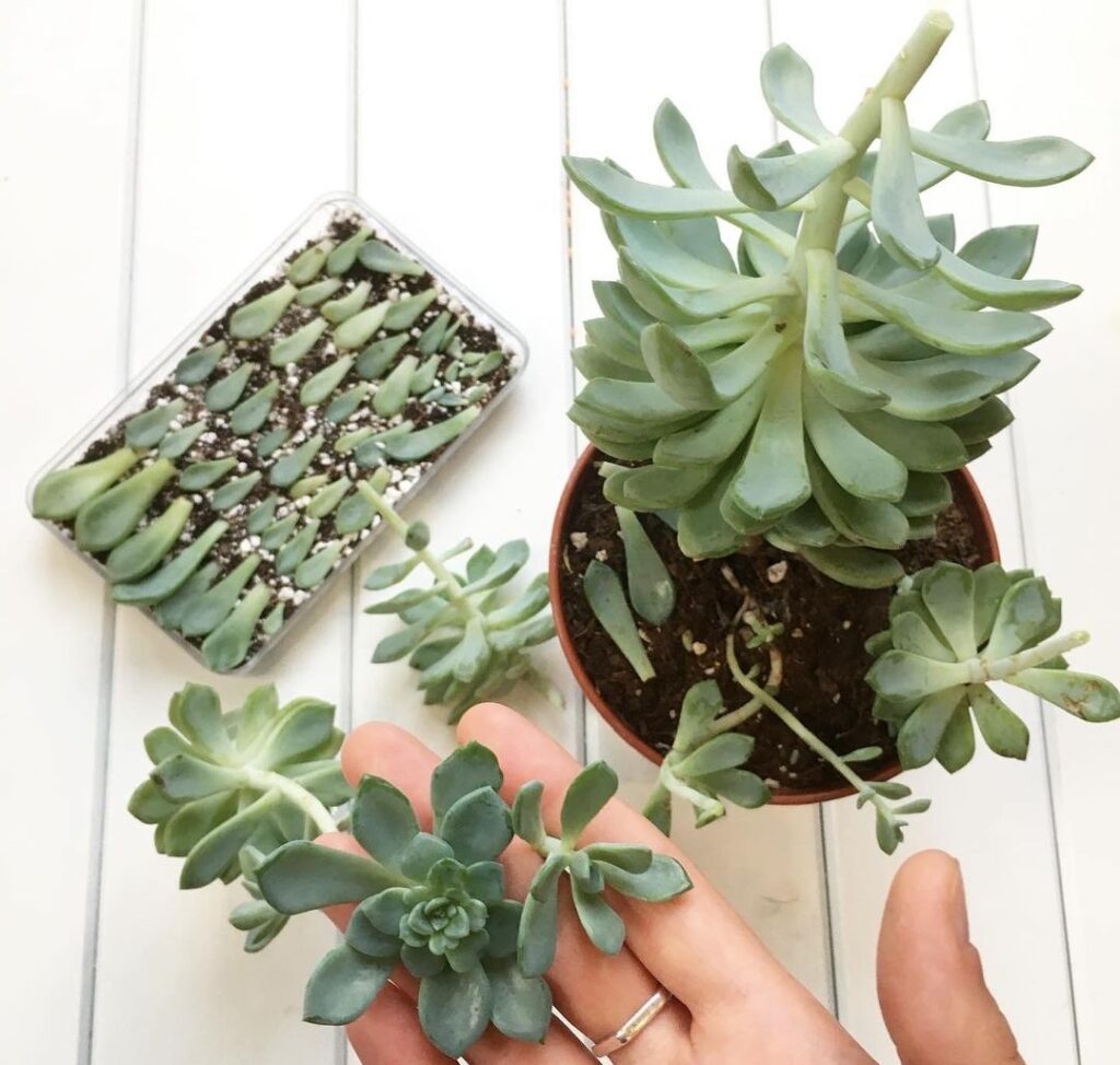 pachyphytum propagation