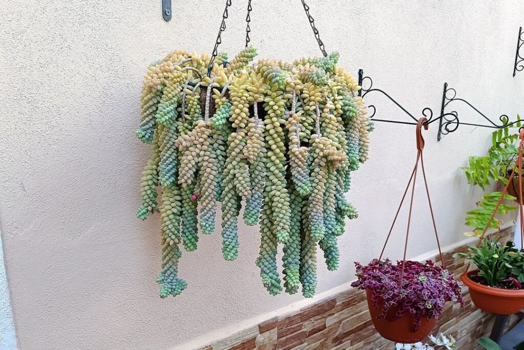 sedum burrito for beginners