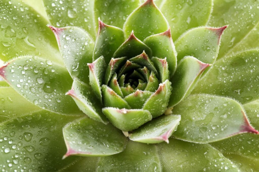 sempervivum care indoors