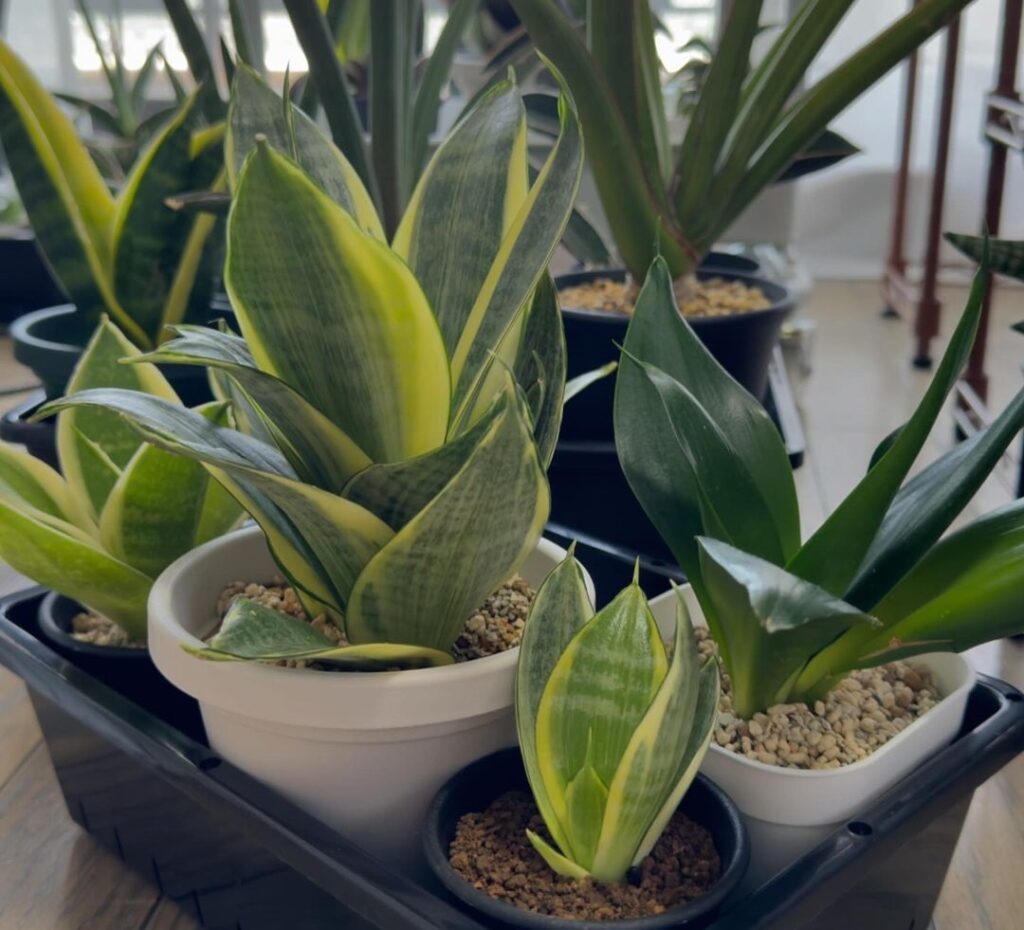 snake plants for beginners