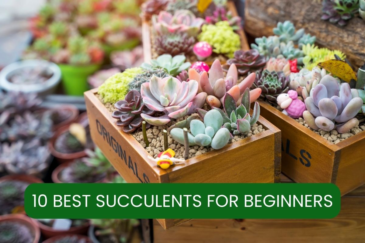 succulents for beginners