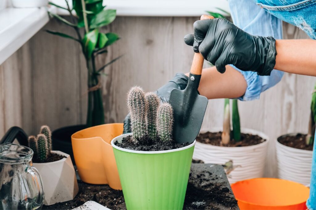 transplanting cacti