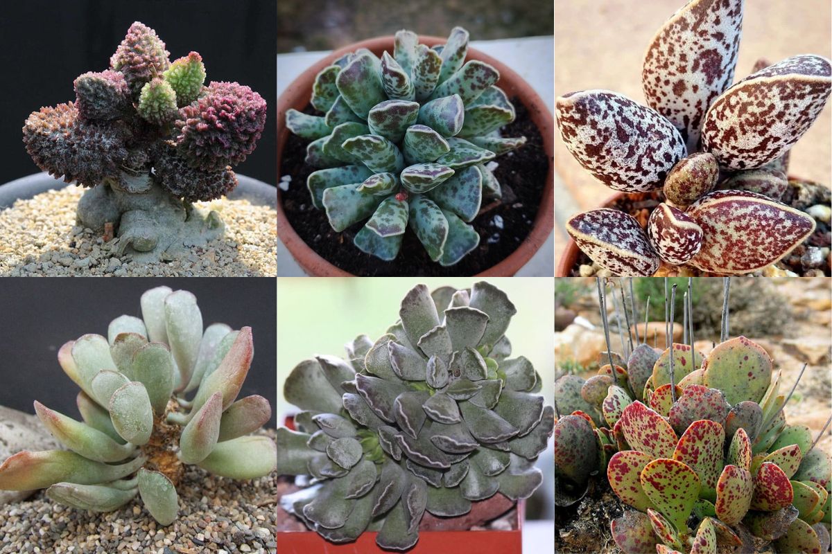 types of adromischus species