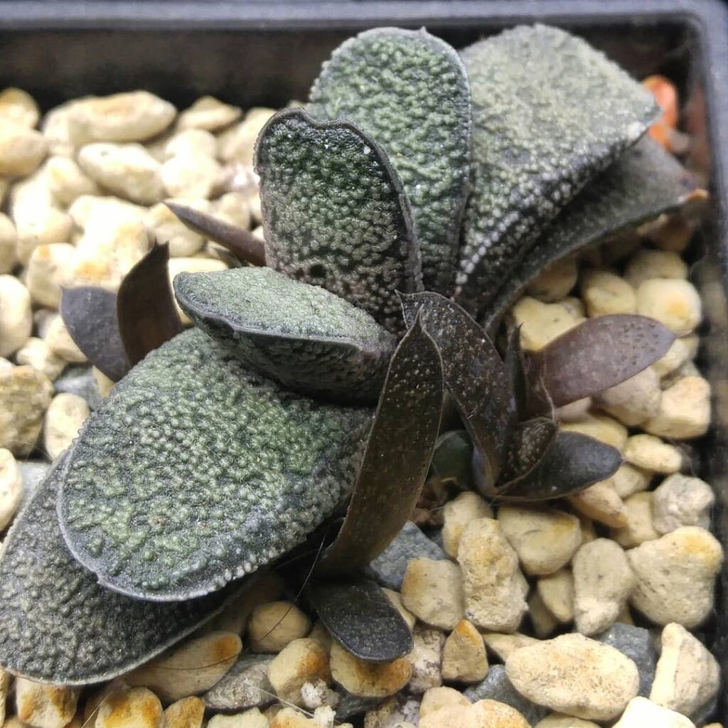 Gasteria baylissiana