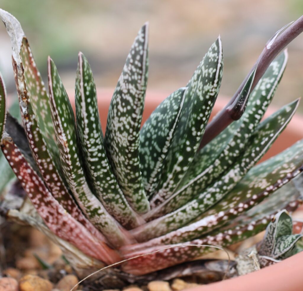 Gasteria bicolor