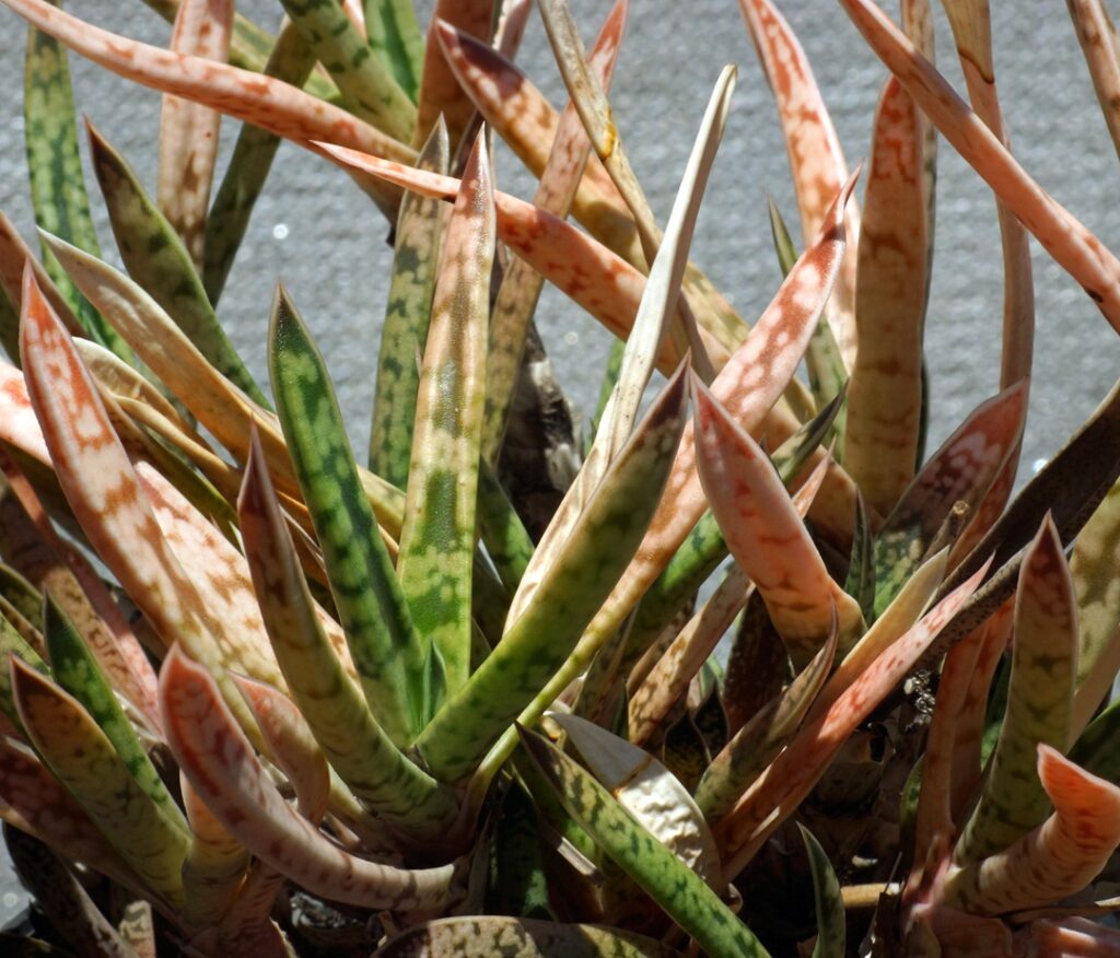 Gasteria bicolor var. fallax