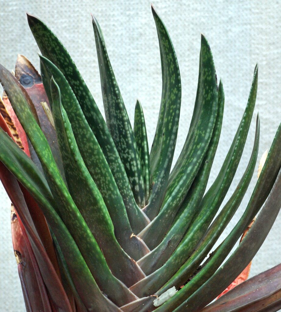 Gasteria brachyphylla