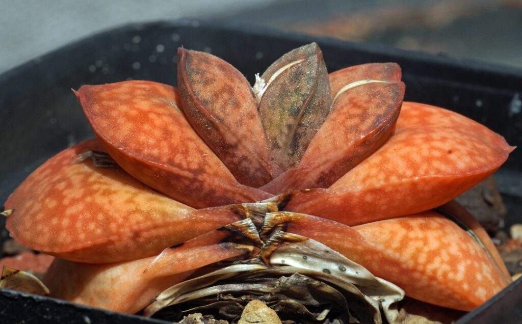 Gasteria brachyphylla var. bayeri