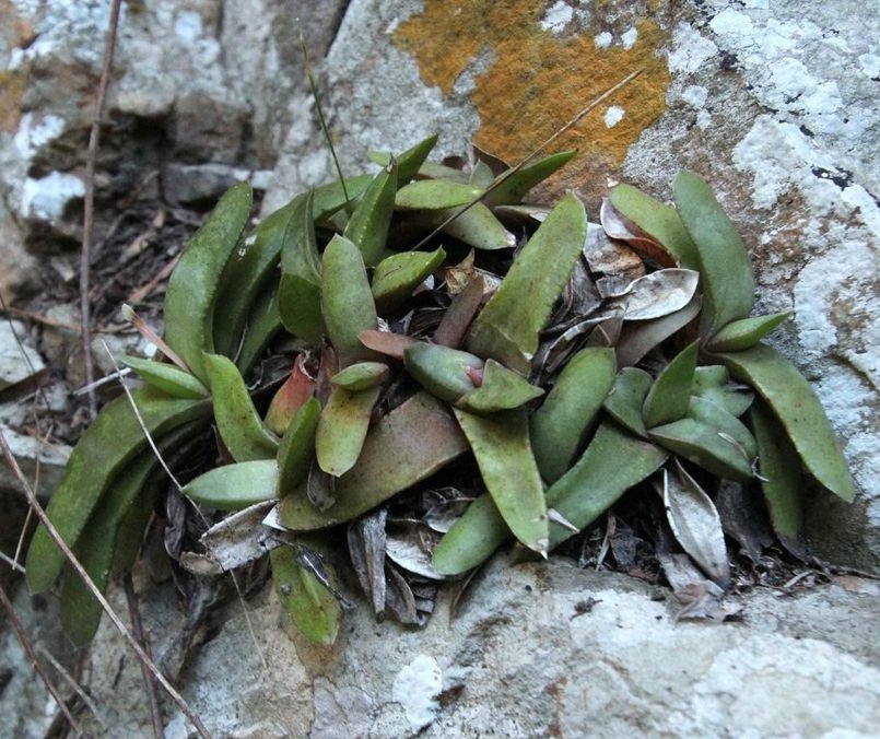 Gasteria camillae