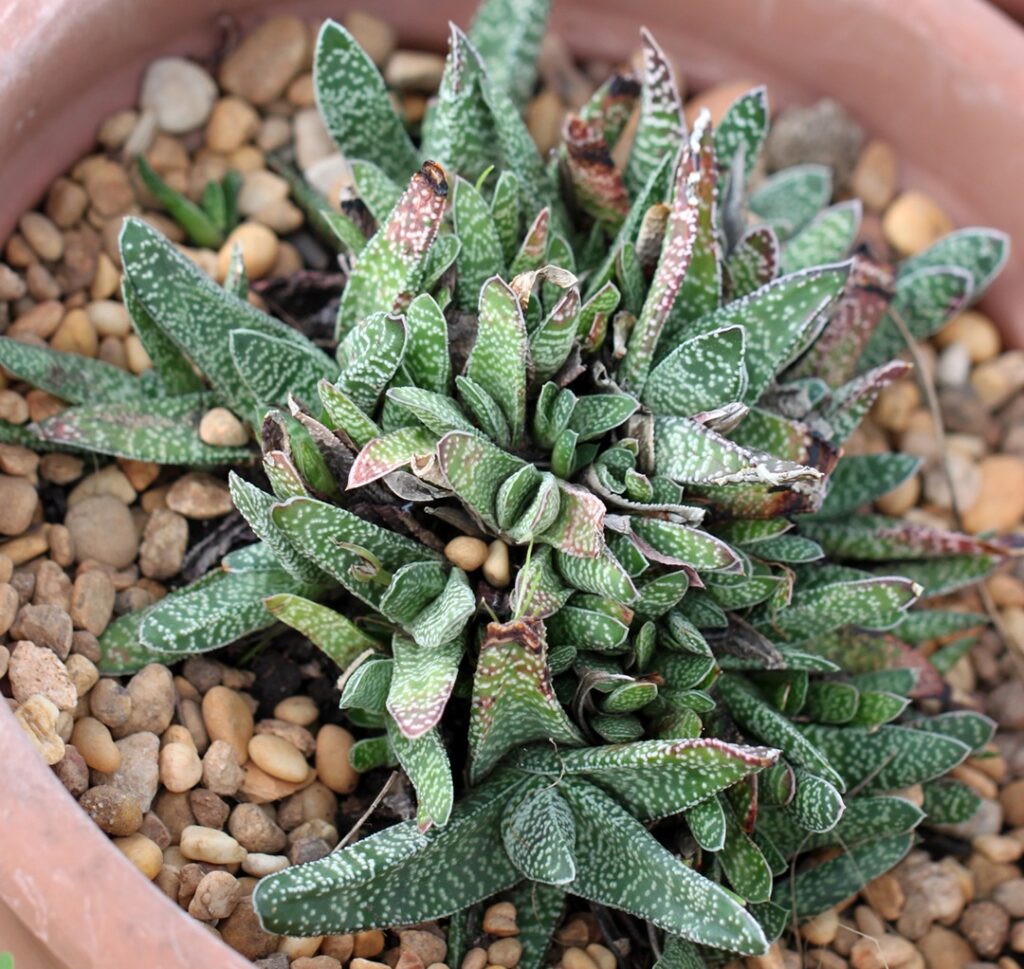 Gasteria carinata
