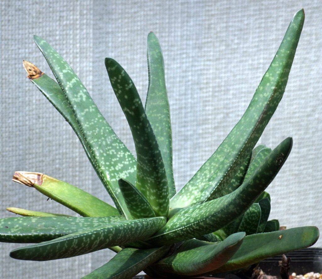 Gasteria carinata var. glabra